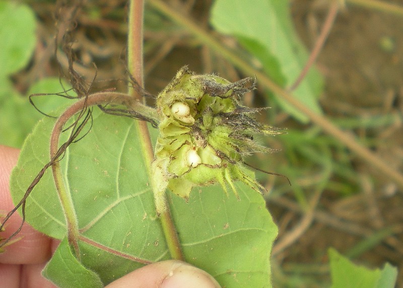 Nottue su infestante mais